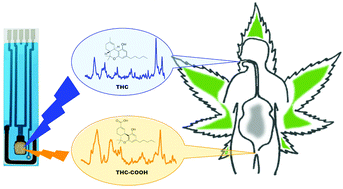 Graphical abstract: Spectroelectrochemical and computational studies of tetrahydrocannabinol (THC) and carboxy-tetrahydrocannabinol (THC-COOH)