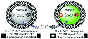 Graphical abstract: A dual-responsive probe for detecting cellular hypoxia using 19F magnetic resonance and fluorescence