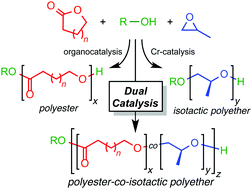 Graphical abstract: Dual catalysis for the copolymerisation of epoxides and lactones