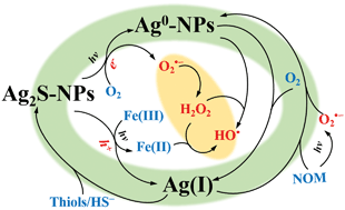 Graphical abstract: Silver sulfide nanoparticles in aqueous environments: formation, transformation and toxicity