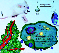 Graphical abstract: A highly active (102) surface-induced rapid degradation of a CuS nanotheranostic platform for in situ T1-weighted magnetic resonance imaging-guided synergistic therapy