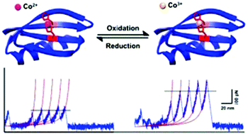Graphical abstract: Single molecule force spectroscopy reveals that the oxidation state of cobalt ions plays an important role in enhancing the mechanical stability of proteins