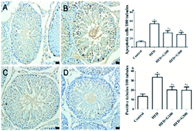 Graphical abstract: Grape seed proanthocyanidin extract alleviates high-fat diet induced testicular toxicity in rats