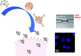 Graphical abstract: Augmented interaction of multivalent arginine coated gold nanoclusters with lipid membranes and cells