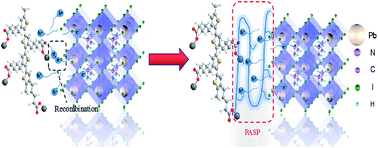 Graphical abstract: A polyaspartic acid sodium interfacial layer enhances surface trap passivation in perovskite solar cells