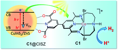 Graphical abstract: Charge transfer dynamics and catalytic performance of a covalently linked hybrid assembly comprising a functionalized cobalt tetraazamacrocyclic catalyst and CuInS2/ZnS quantum dots for photochemical hydrogen production