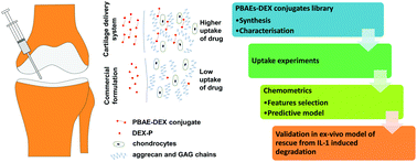 Graphical abstract: Optimisation and feature selection of poly-beta-amino-ester as a drug delivery system for cartilage