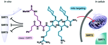 Graphical abstract: Mitochondria-targeted inhibitors of the human SIRT3 lysine deacetylase