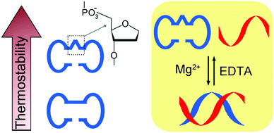 Graphical abstract: Rational design of a reversible Mg2+/EDTA-controlled molecular switch based on a DNA minidumbbell