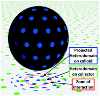 Graphical abstract: Complementary colloid and collector nanoscale heterogeneity explains microparticle retention under unfavorable conditions