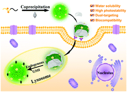 Graphical abstract: A rational design of a cancer-specific and lysosome-targeted fluorescence nanoprobe for glutathione imaging in living cells