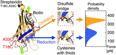 Graphical abstract: Switchable reinforced streptavidin