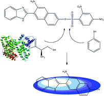 Graphical abstract: Optimizing the optical and biological properties of 6-(1H-benzimidazole)-2-naphthalenol as a fluorescent probe for the detection of thiophenols: a theoretical study