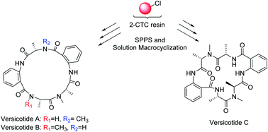 Graphical abstract: First total synthesis of versicotide A, B and C