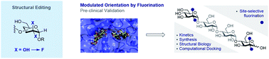 Graphical abstract: Enhancing glycan stability via site-selective fluorination: modulating substrate orientation by molecular design