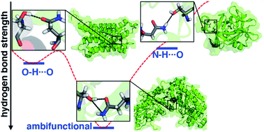 Graphical abstract: When are two hydrogen bonds better than one? Accurate first-principles models explain the balance of hydrogen bond donors and acceptors found in proteins