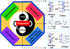 Graphical abstract: Biological applications of water-soluble polypeptides with ordered secondary structures