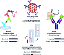 Graphical abstract: Rapid antibody diagnostics for SARS-CoV-2 adaptive immune response
