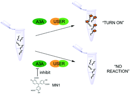 Graphical abstract: One-pot fluorescent assay for sensitive detection of APOBEC3A activity