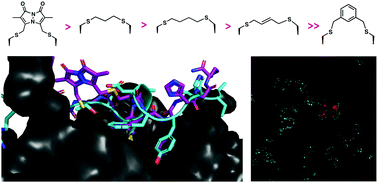 Graphical abstract: A cell permeable bimane-constrained PCNA-interacting peptide