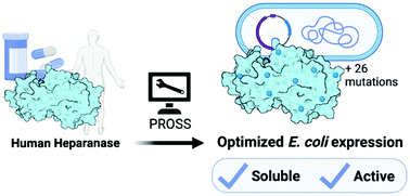 Graphical abstract: Computational design and experimental characterisation of a stable human heparanase variant