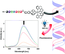 Graphical abstract: Synthesis and DNA interaction studies of Ru(ii) cell penetrating peptide (CPP) bioconjugates