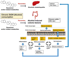 Graphical abstract: Suppression of colonic oxidative stress caused by chronic ethanol administration and attenuation of ethanol-induced colitis and gut leakiness by oral administration of sesaminol in mice