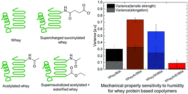 Graphical abstract: Tuning compatibility and water uptake by protein charge modification in melt-polymerizable protein-based thermosets