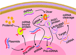 Graphical abstract: Tumor-targeted nano-delivery system of therapeutic RNA