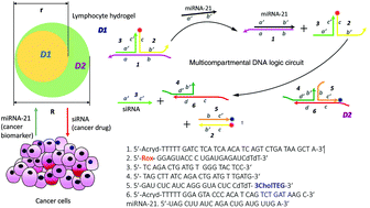 Graphical abstract: Heterogeneous multi-compartmental DNA hydrogel particles prepared via microfluidic assembly for lymphocyte-inspired precision medicine