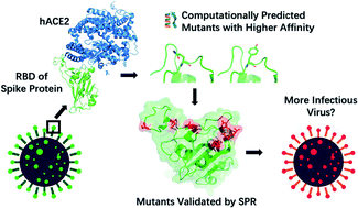 Graphical abstract: Single point mutations can potentially enhance infectivity of SARS-CoV-2 revealed by in silico affinity maturation and SPR assay