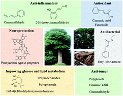 Graphical abstract: A review: the botany, ethnopharmacology, phytochemistry, pharmacology of Cinnamomi cortex