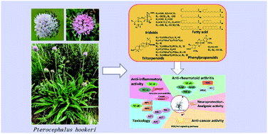 Graphical abstract: Traditional uses, phytochemistry, pharmacology, and toxicology of Pterocephalus hookeri (C. B. Clarke) Höeck: a review