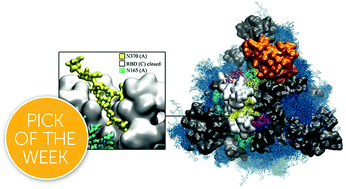 Graphical abstract: Fine-tuning the spike: role of the nature and topology of the glycan shield in the structure and dynamics of the SARS-CoV-2 S