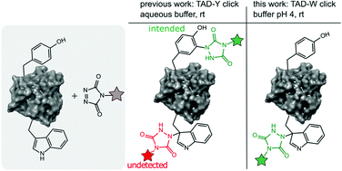 Graphical abstract: Triazolinedione protein modification: from an overlooked off-target effect to a tryptophan-based bioconjugation strategy