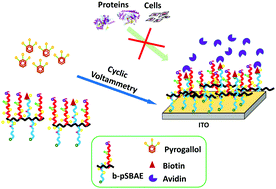 Graphical abstract: One-step electrochemical deposition of antifouling polymers with pyrogallol for biosensing applications