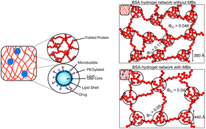 Graphical abstract: Structural and mechanical properties of folded protein hydrogels with embedded microbubbles