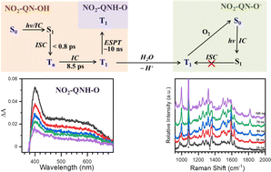 Graphical abstract: Excited state proton transfer in the triplet state of 8-hydroxy-5-nitroquinoline: a transient absorption and time-resolved resonance Raman spectroscopic study