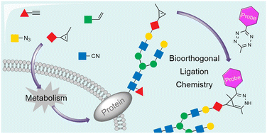 Graphical abstract: Metabolic glycoengineering – exploring glycosylation with bioorthogonal chemistry