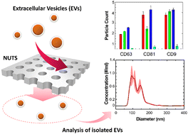 Graphical abstract: Ultra-thin membrane filter with a uniformly arrayed nanopore structure for nanoscale separation of extracellular vesicles without cake formation