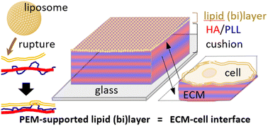 Graphical abstract: A lipid membrane supported on an artificial extracellular matrix made of polyelectrolyte multilayers: towards nanoarchitectonics at the cellular interface