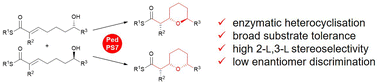 Graphical abstract: Towards understanding oxygen heterocycle-forming biocatalysts: a selectivity study of the pyran synthase PedPS7