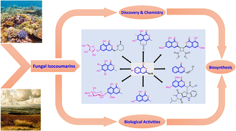 Graphical abstract: Recent advances in the discovery, biosynthesis, and therapeutic potential of isocoumarins derived from fungi: a comprehensive update