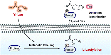 Graphical abstract: A bioorthogonal chemical reporter for the detection and identification of protein lactylation