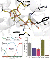 Graphical abstract: Redox tuning of the H-cluster by second coordination sphere amino acids in the sensory [FeFe] hydrogenase from Thermotoga maritima