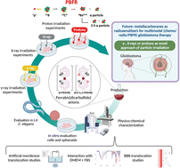 Graphical abstract: Boron clusters (ferrabisdicarbollides) shaping the future as radiosensitizers for multimodal (chemo/radio/PBFR) therapy of glioblastoma