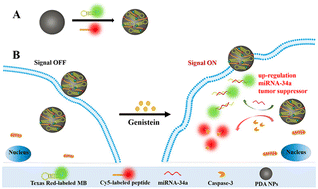 Graphical abstract: A novel nanoprobe for visually investigating the controversial role of miRNA-34a as an oncogene or tumor suppressor in cancer cells