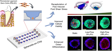 Graphical abstract: Fluid flow-induced modulation of viability and osteodifferentiation of periodontal ligament stem cell spheroids-on-chip