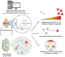 Graphical abstract: ABCD of IA: A multi-scale agent-based model of T cell activation in inflammatory arthritis