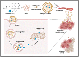 Graphical abstract: Delivery of gefitinib loaded nanoparticles for effectively inhibiting prostate cancer progression